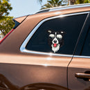 Sunglasses-wearing Border Collie Vinyl Stickers-Waterproof for Laptop Glass
