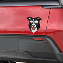 Sunglasses-wearing Border Collie Vinyl Stickers-Waterproof for Laptop Glass
