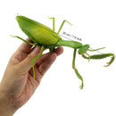 Remote Control Mantis Electric Animal Fake Toy Birthday Christmas Gift For Kids